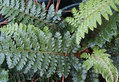 Tassel Fern Polystichum polyblepharum from Pender Nursery