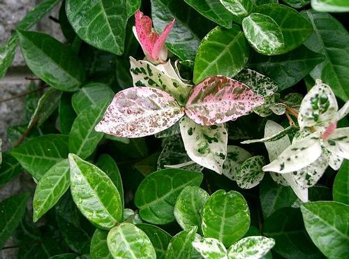 Snow-N-Summer™ Asiatic Jasmine Trachelospermum asiaticum Snow-N-Summer&trade; from Pender Nursery