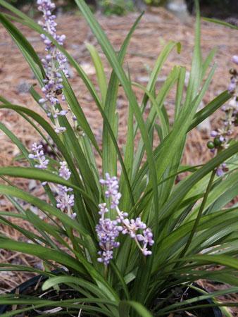 Big Blue Lilyturf Liriope muscari Big Blue from Pender Nursery