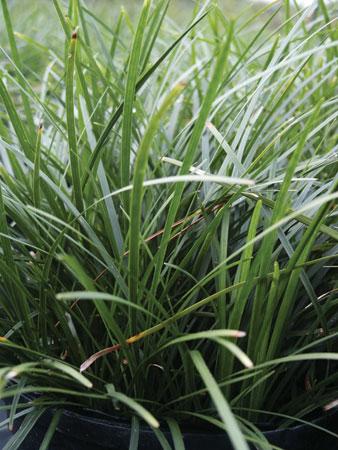 Mondo Grass Ophiopogon japonicus from Pender Nursery