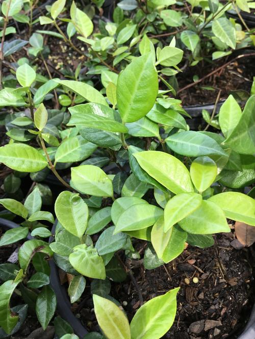 Asiatic Jasmine Trachelospermum asiaticum from Pender Nursery