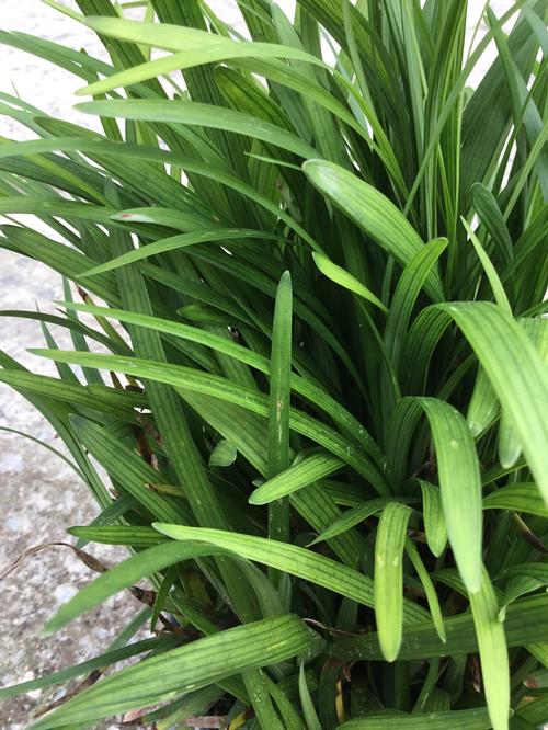 Creeping Lilyturf Liriope spicata from Pender Nursery