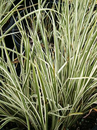 Variegated Sweet Flag Acorus gramineus Variegatus from Pender Nursery