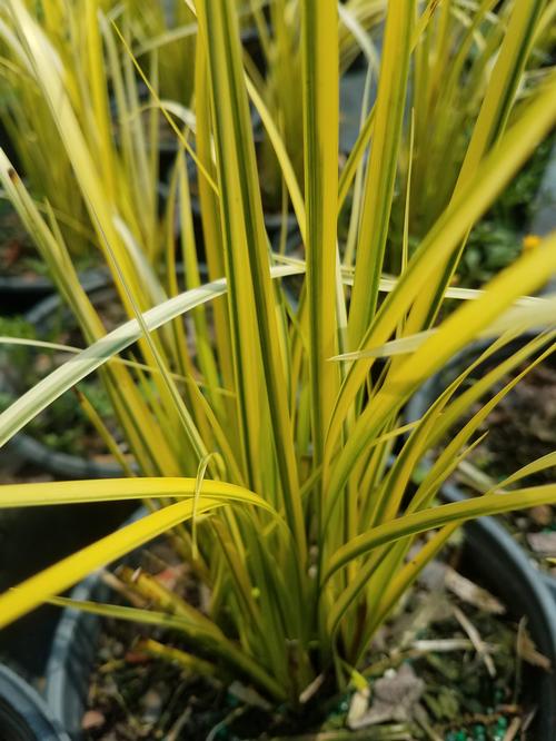 Ogon Sweet Flag Acorus gramineus variegatus Ogon from Pender Nursery