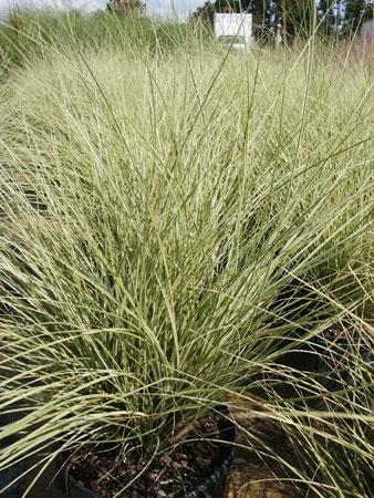 Morning Light Maiden Grass Miscanthus sinensis 'Morning Light' from Pender Nursery