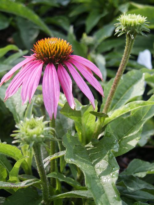 Kim's Knee High Purple Coneflower Echinacea purpurea Kim's Knee High from Pender Nursery