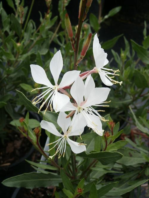 Whirling Butterflies Gaura Gaura lindheimeri Whirling Butterflies from Pender Nursery