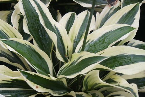 Patriot Hosta Hosta 'Patriot' from Pender Nursery