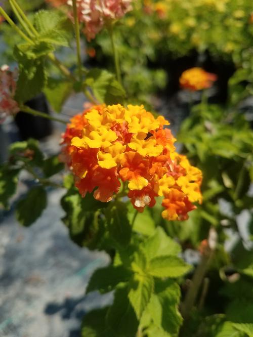 Miss Huff Lantana Lantana camara 'Miss Huff' from Pender Nursery