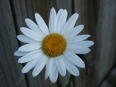 Becky Shasta Daisy Leucanthemum x superbum Becky from Pender Nursery