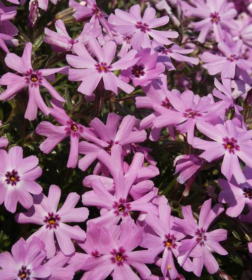 Fort Hill Creeping Phlox Phlox subulata Fort Hill from Pender Nursery