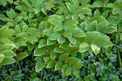 Variegated Solomon Seal Polygonatum falcatum Variegata from Pender Nursery