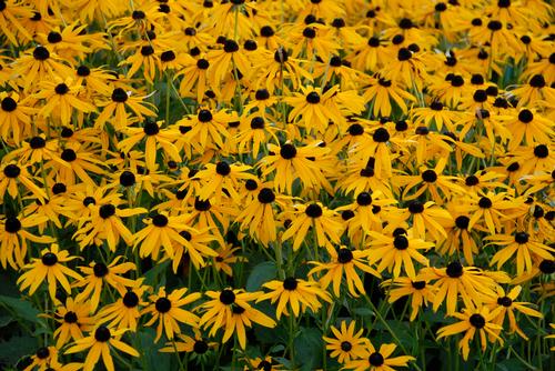 Black-eyed Susan Rudbeckia fulgida v. sullivantii Goldsturm from Pender Nursery