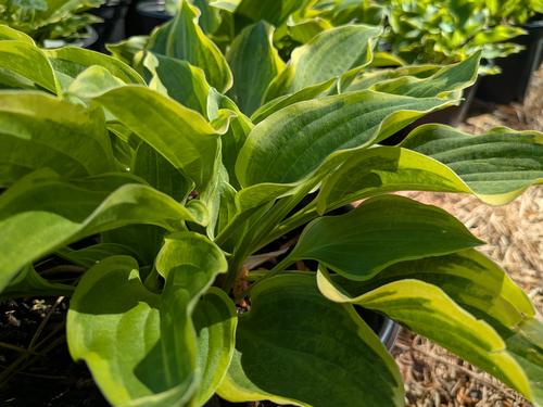 Golden Tiara Plantain Lily Hosta 'Golden Tiara' from Pender Nursery