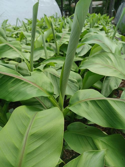 Basjoo Hardy Banana Musa Basjoo from Pender Nursery