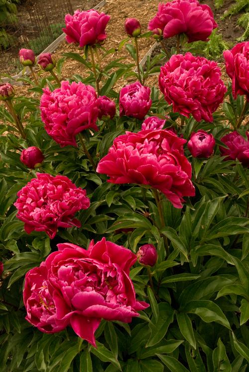 Karl Rosenfield Peony Paeonia 'Karl Rosenfield' from Pender Nursery