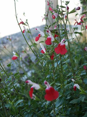 Hot Lips Salvia Salvia microphylla Hot Lips from Pender Nursery