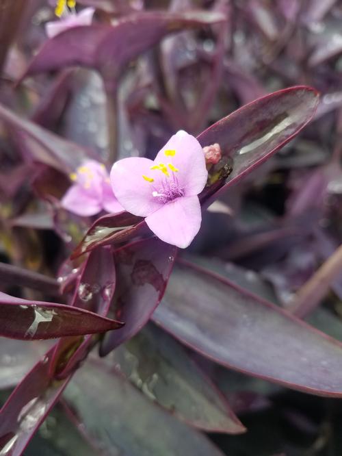 Purple Heart Setcreasea pallida Purple Heart from Pender Nursery