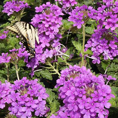 Homestead Purple Verbena Verbena Homestead Purple from Pender Nursery