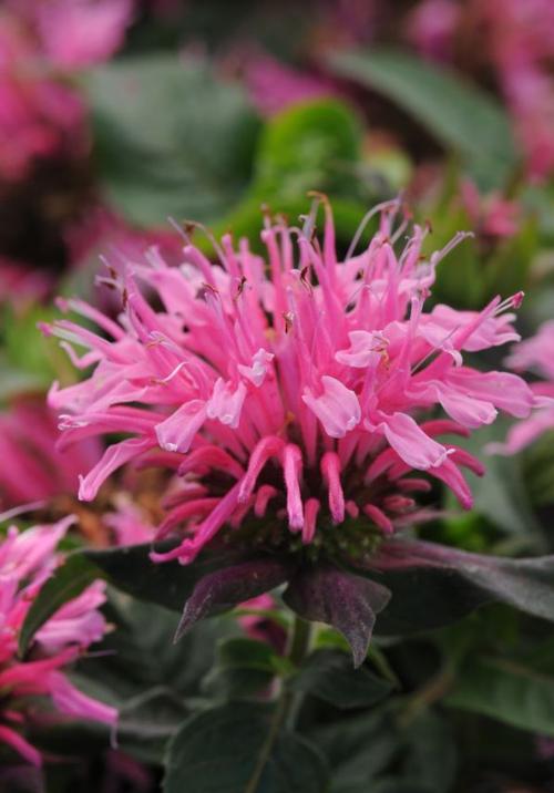 Balmy™ Pink Bee Balm Monarda didyma Balmy™ Pink PP#26566 from Pender ...