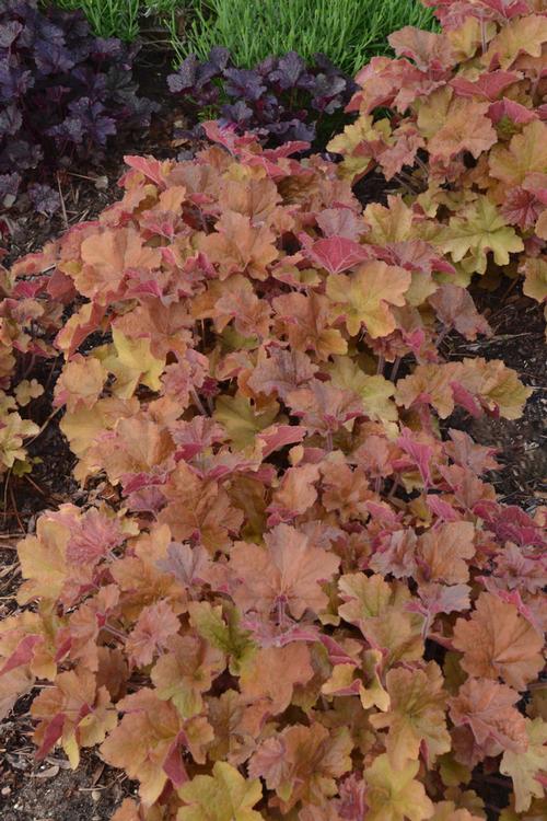 Caramel Coral Bells Heuchera 'Caramel' PP#16560 from Pender Nursery