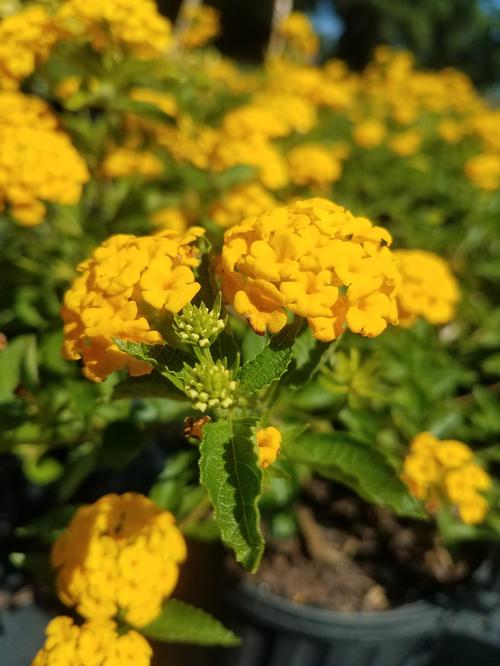 Chapel Hill Gold Lantana Lantana camara 'Chapel Hill Gold' PP#21539 from Pender Nursery