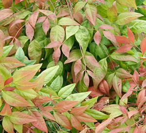 Blush Pink™ Nandina Nandina domestica Blush Pink™ PP#19916 from Pender Nursery