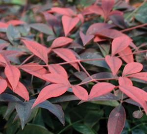 Flirt™ Nandina Nandina domestica Flirt™ PP#21391 from Pender Nursery