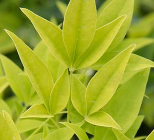 Lemon Lime Nandina Nandina domestica 'Lemon Lime' PP#24749 from Pender Nursery