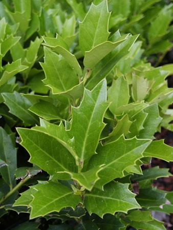 Oakland&trade; Holly Ilex x Oakland&trade; PP#14417 from Pender Nursery