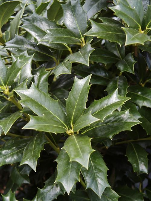 Robin&trade; Holly Ilex x Robin&trade; PP#9486 from Pender Nursery