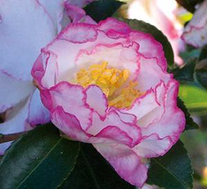 October Magic® Inspiration&trade; Camellia Camellia sasanqua Inspiration&trade; PP#20566 from Pender Nursery