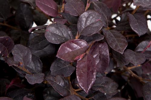 Red Diamond™ Midsize Chinese Fringe-Flower Loropetalum chinense Red Diamond™ from Pender Nursery