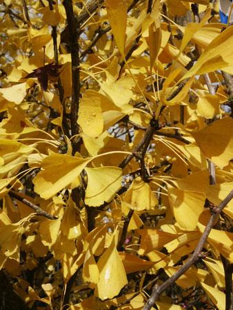 Autumn Gold Ginkgo Ginkgo biloba 'Autumn Gold' from Pender Nursery