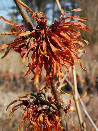 Diane Witchhazel Hamamelis x intermedia Diane from Pender Nursery