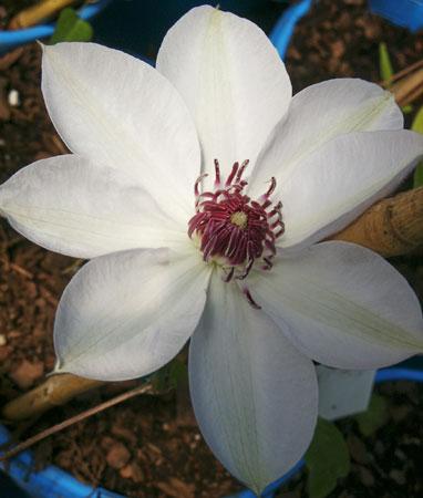 Miss Bateman Clematis Clematis x 'Miss Bateman' from Pender Nursery