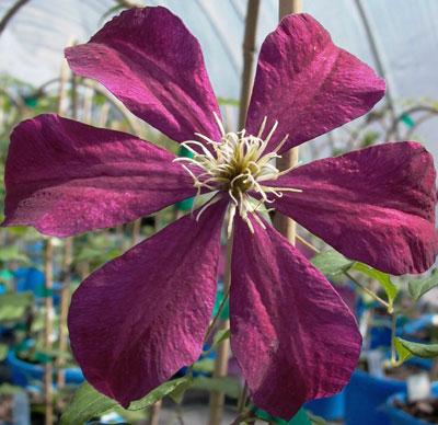 Niobe Clematis Clematis 'Niobe' from Pender Nursery