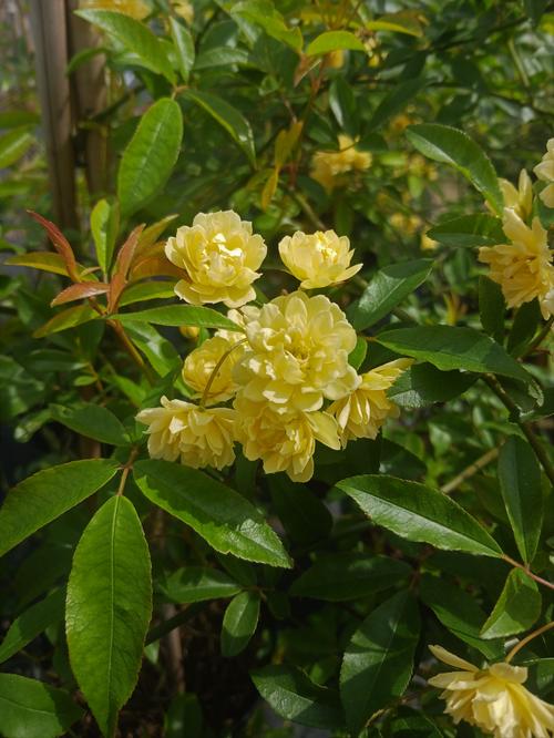 Lady Banks Rose Rosa banksiae Lutea from Pender Nursery