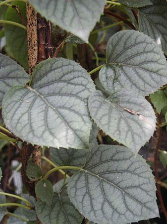 Moonlight Japanese Climbing Hydrangea Schizophragma hydrangeoides Moonlight from Pender Nursery