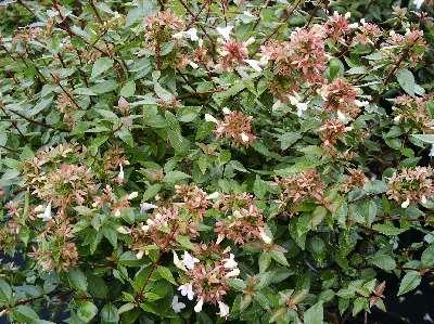Little Richard Glossy Abelia Abelia x grandiflora Little Richard from Pender Nursery