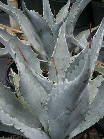 Century Plant Agave americana from Pender Nursery