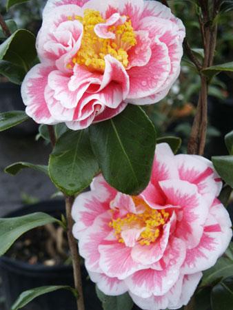 Herme Spring Blooming Camellia Camellia japonica 'Herme' from Pender Nursery