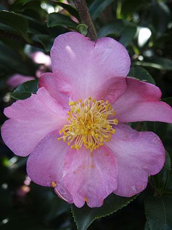 Winter Star Winter Hardy Camellia Camellia x 'Winter Star' from Pender Nursery