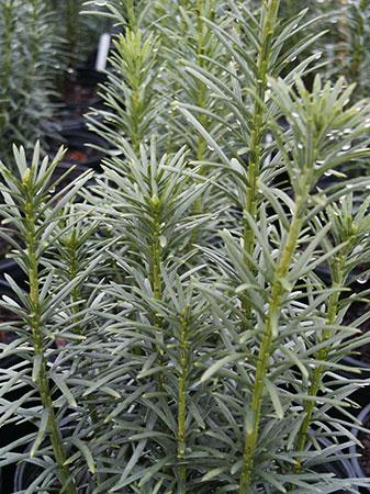 Upright Japanese Plum Yew Cephalotaxus harringtonia 'Fastigiata' from Pender Nursery