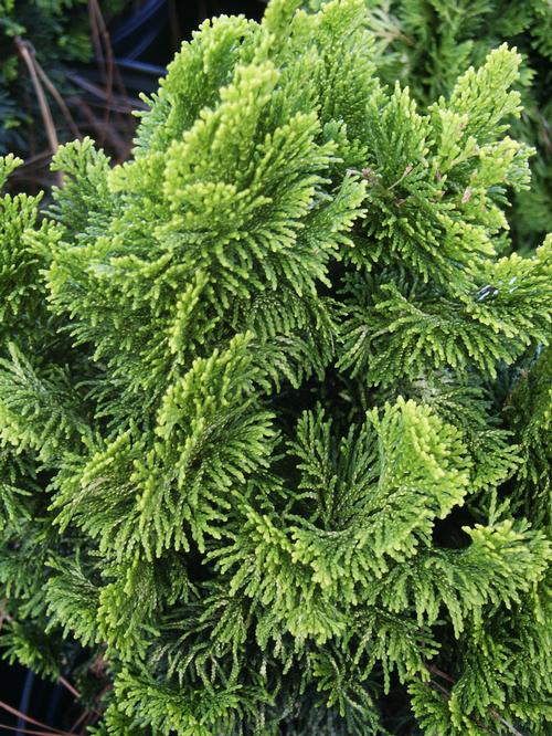 Golden Dwarf Hinoki Falsecypress Chamaecyparis obtusa 'Nana Lutea ...