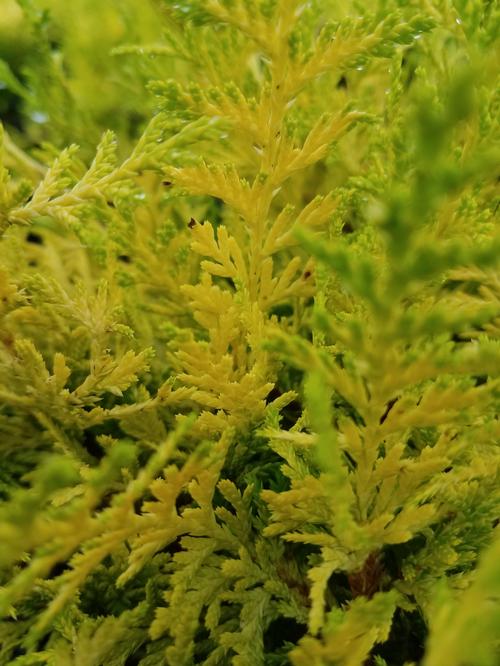 Vintage Gold Japanese Falsecypress Chamaecyparis pisifera 'Vintage Gold ...