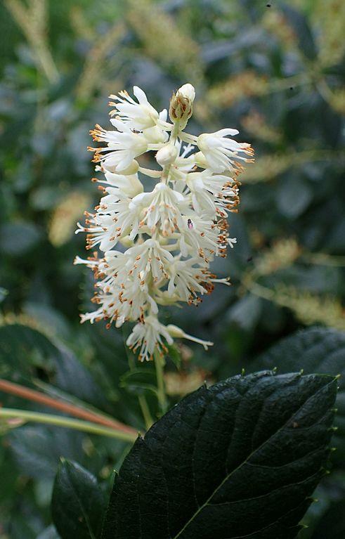 Hummingbird Clethra Clethra alnifolia Hummingbird from Pender Nursery