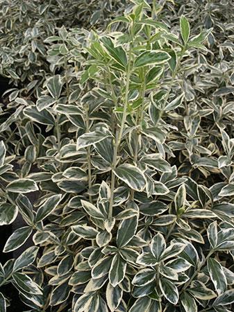 Silver King Euonymus Euonymus japonicus Silver King from Pender Nursery