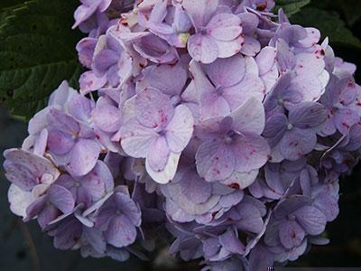 Nikko Blue Hydrangea Hydrangea macrophylla Nikko Blue from Pender Nursery