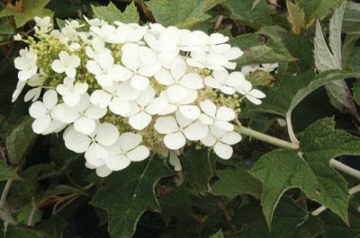 Oakleaf Hydrangea Hydrangea quercifolia 'Pee Wee' from Pender Nursery